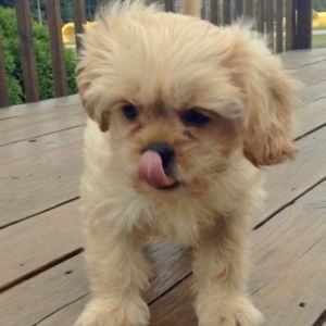 Meet your Posher, Alana